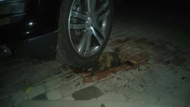 У Луцьку водій «бляхи» переїхав тварину. ФОТО 18+