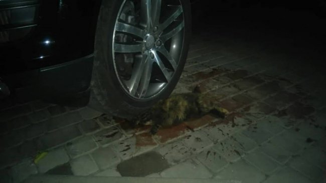 У Луцьку водій «бляхи» переїхав тварину. ФОТО 18+