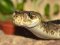Що робити при укусі отруйної змії: поради МОЗ
