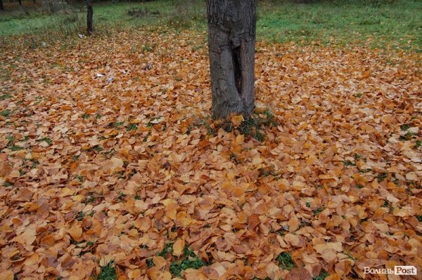 Парк у Луцьку: осіння краса і людська байдужість. ФОТО