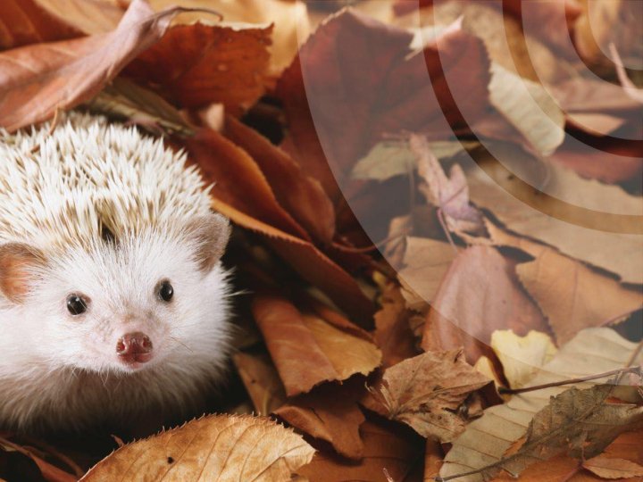 Якою буде погода в Луцьку та на Волині у четвер, 13 листопада