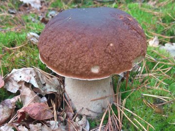 Троє луцьких фотографів похвалилися грибним уловом. ФОТО