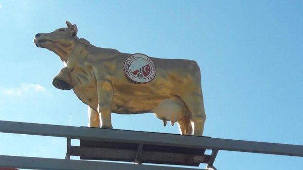 У Мар’янівці на футбол ходить корова