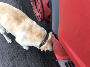 На  «Ягодині» собака винюхав 300 пачок сигарет