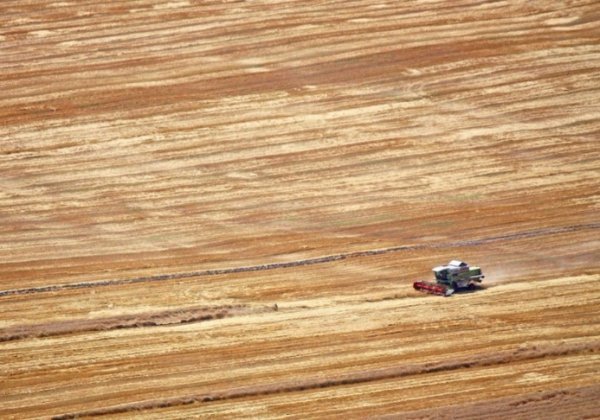 В Україні жнива: чому хліб наших бабусь – найсмачніший. ФОТО