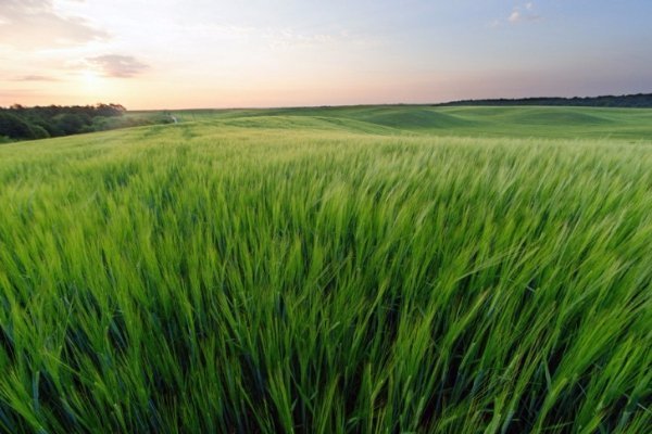 В Україні жнива: чому хліб наших бабусь – найсмачніший. ФОТО
