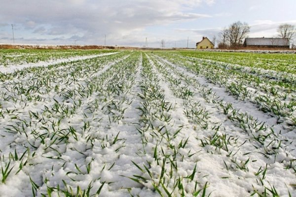 В Україні жнива: чому хліб наших бабусь – найсмачніший. ФОТО