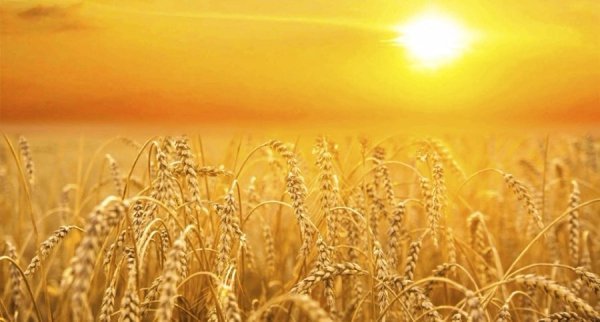 В Україні жнива: чому хліб наших бабусь – найсмачніший. ФОТО
