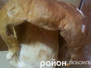 На Волині знайшли гриб у «перуці»