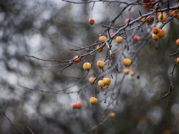 Якою буде погода на Волині у середу, 24 листопада