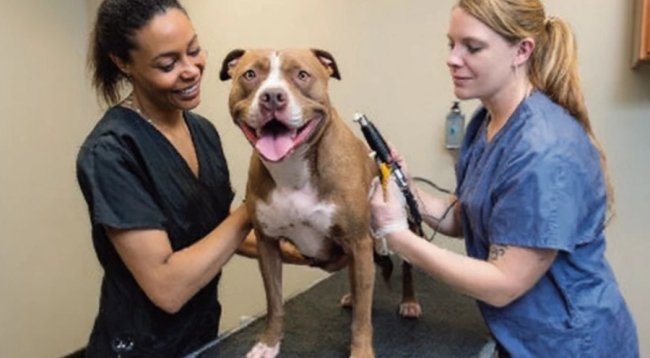 Що робити, коли песик хворіє - практичний гайд