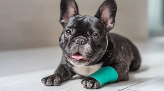 Що робити, коли песик хворіє - практичний гайд