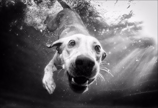 Сет Кастіл і його підводна армія. ФОТО