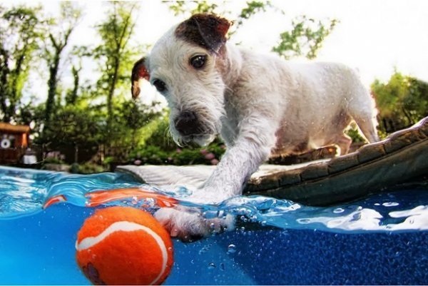 Сет Кастіл і його підводна армія. ФОТО