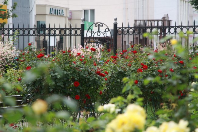 Неповторна атмосфера: біля луцького собору зацвіла тисяча троянд. ФОТО