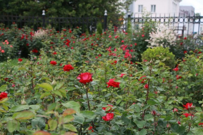 Неповторна атмосфера: біля луцького собору зацвіла тисяча троянд. ФОТО