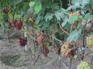 Фермер з Волині вирощує 57 сортів винограду у теплицях