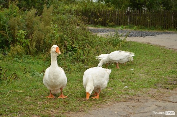 вулиця Шкільна у селі Скулин