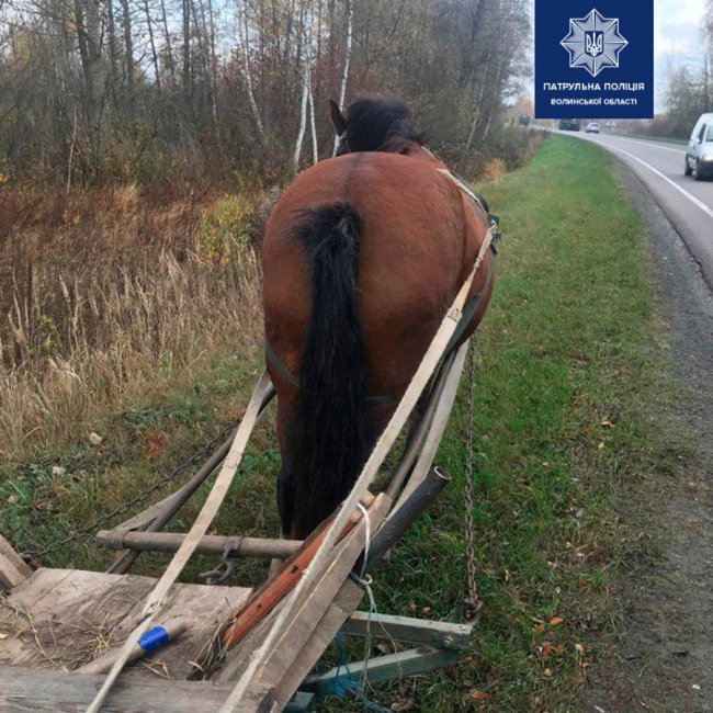 Курйоз на трасі: ковельські патрульні ловили підводу з конем