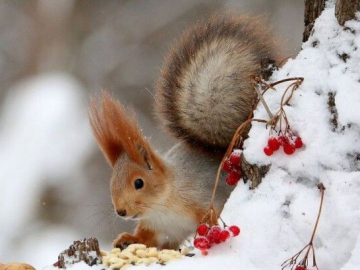 Чи можлива цього року рання зима на Волині: що каже синоптикиня 