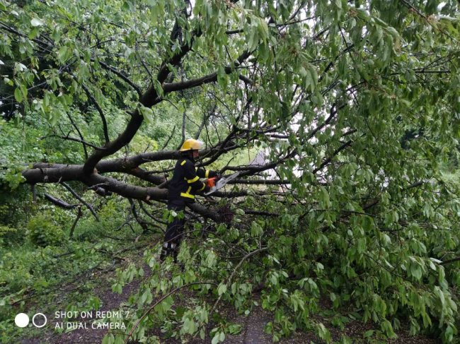 На Волині дерево впало на дорогу і заблокувало проїзд. ФОТО