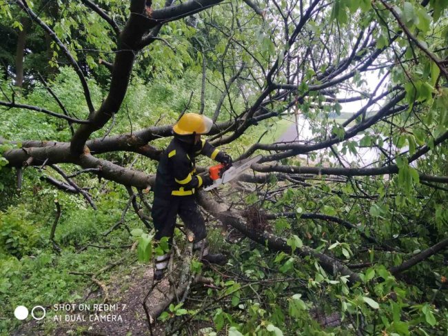 На Волині дерево впало на дорогу і заблокувало проїзд. ФОТО