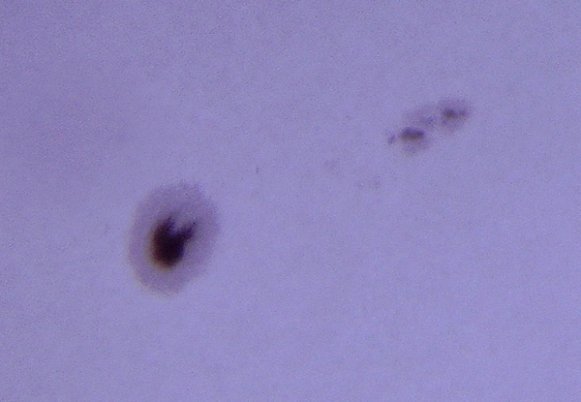 Структура сонячної плями - тінь та півтінь