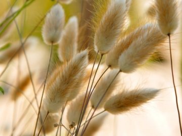 Лучанин просить висадити у центрі міста сухоцвіти. ФОТО