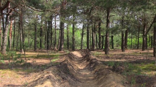 Волинські ліси від вогню захищає 10 тисяч кілометрів спецсмуг