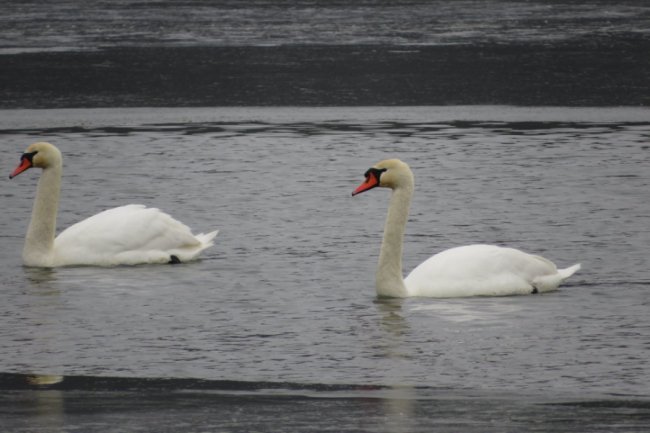 На волинському водосховищі зимують 40 лебедів. ФОТО