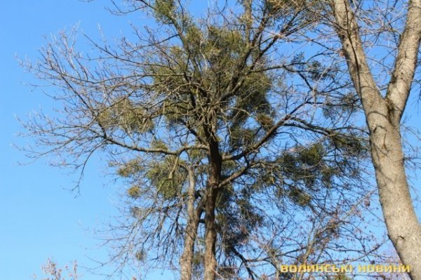 Чи безпечні атракціони у Центральному парку в Луцьку? ФОТО*