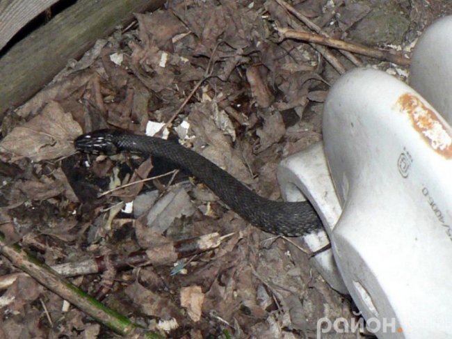 У місті на Волині  біля житлового будинку зловили чималого вужа. ФОТО