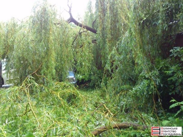 У Луцьку на авто впало поламане дерево