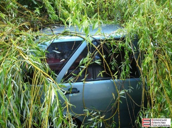 У Луцьку на авто впало поламане дерево