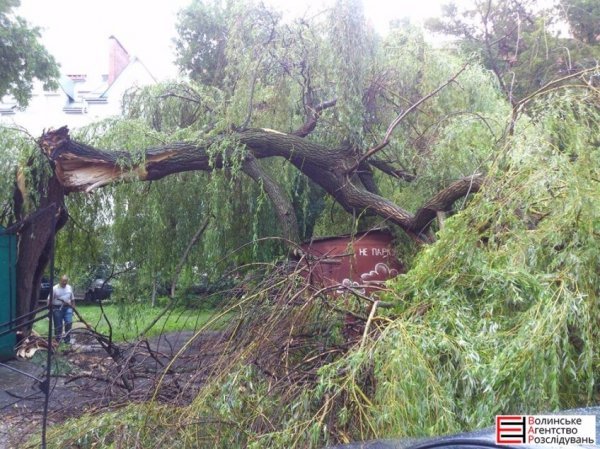 У Луцьку на авто впало поламане дерево