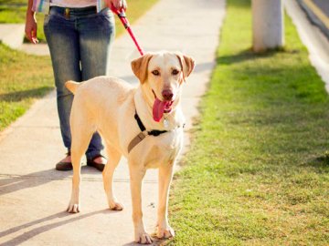 Яку придбати амуніцію для собаки в інтернет-магазині*