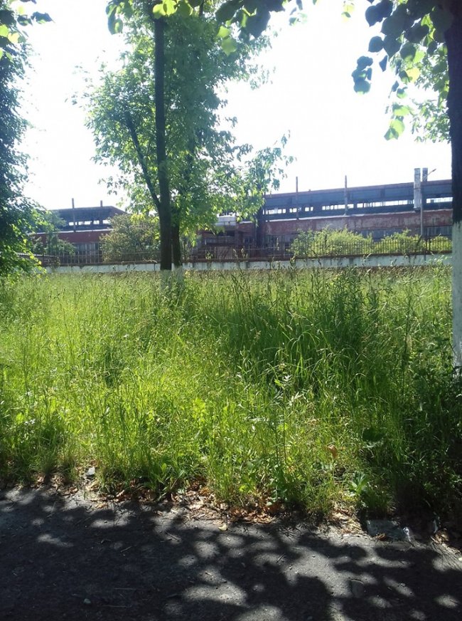 «Суцільний чагарник», – волинянка про своє місто. ФОТО