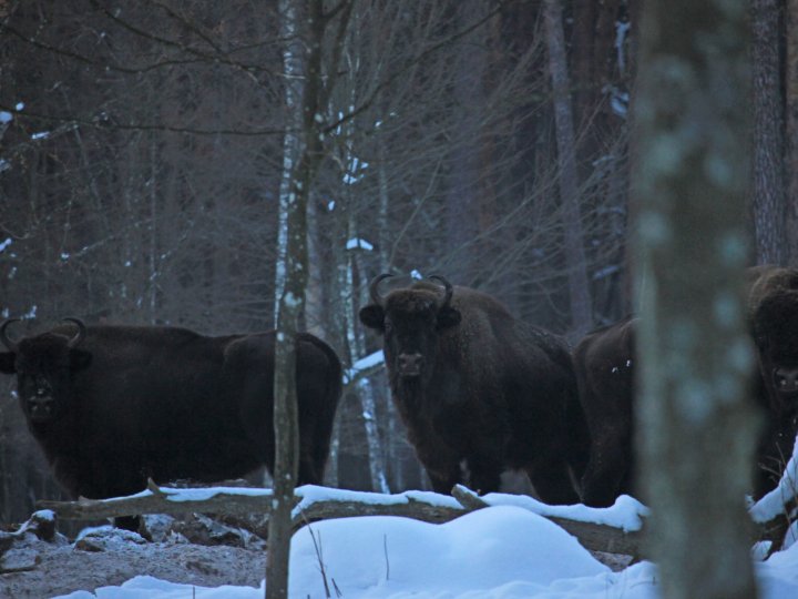 У нацпарку на Волині зафіксували два стада зубрів. ФОТО