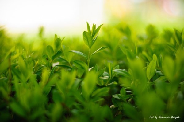 Фотовиставка Олександра Федюка. ФОТО