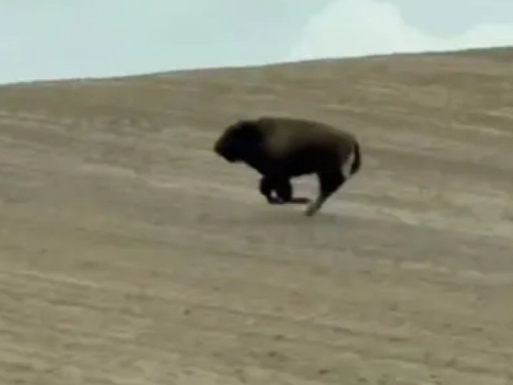 З ферми на Волині втекла бізонка: тварина зникла після переселення і досі не знайдена