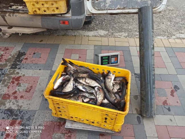 У канали центрального парку Луцька випустили 300 кілограмів товстолоба 