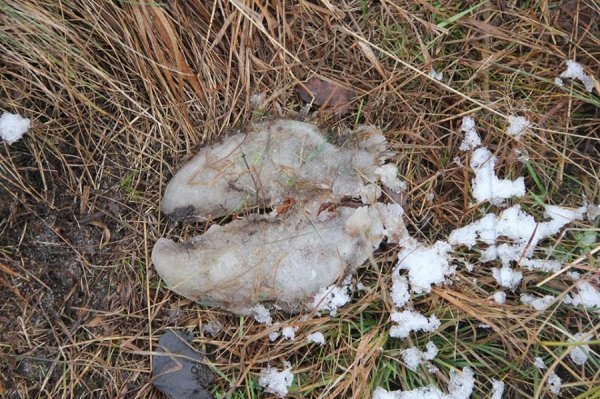 Перший сніг у волинському лісі: неймовірні фото