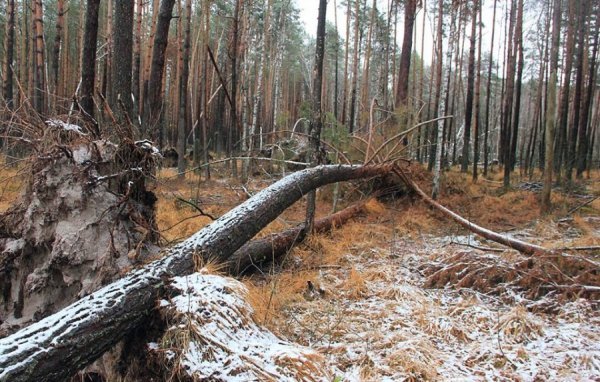Перший сніг у волинському лісі: неймовірні фото