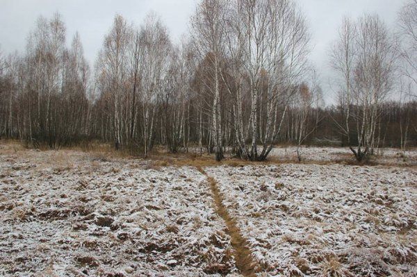 Перший сніг у волинському лісі: неймовірні фото