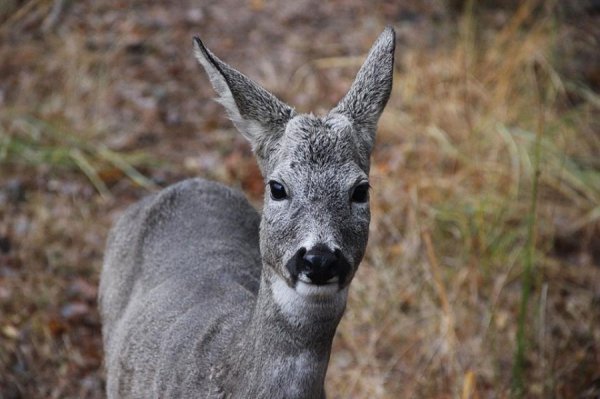 Перший сніг у волинському лісі: неймовірні фото