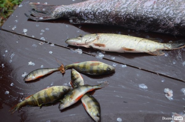 У Ковелі відбувся фестиваль берегового спінінгу. ФОТО