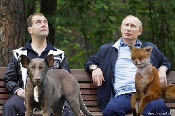 Собака і Путін: фотожаби