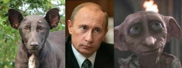 Собака і Путін: фотожаби