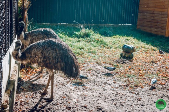 Жовтогаряча осінь у Луцькому зоопарку. ФОТО