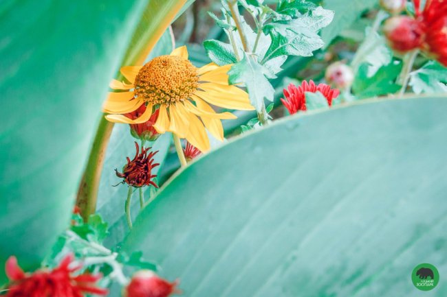 Жовтогаряча осінь у Луцькому зоопарку. ФОТО